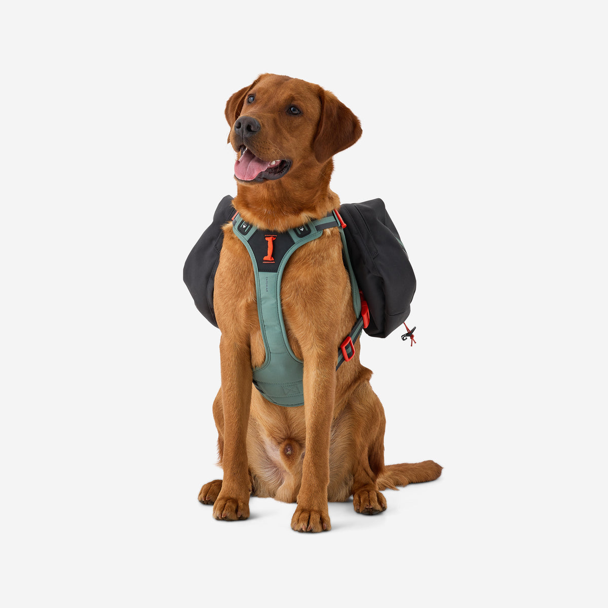 DOG BAGPACK