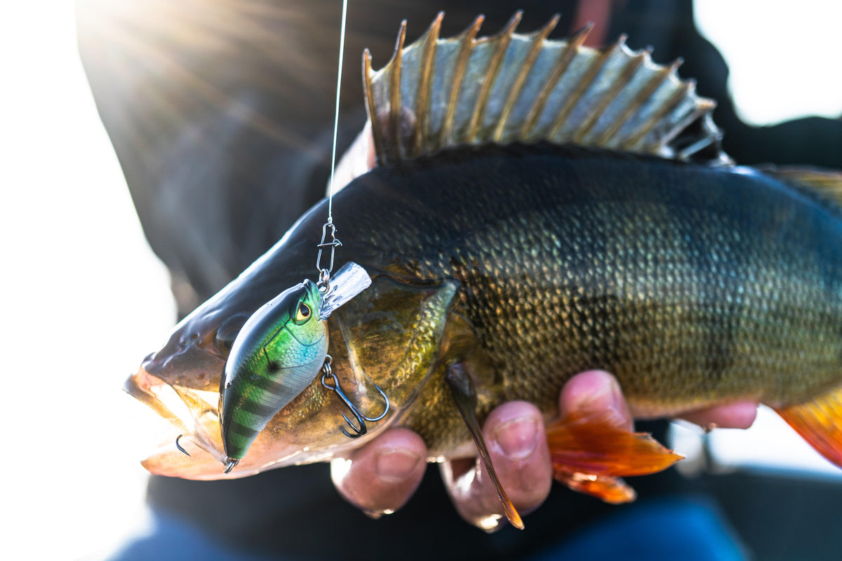CRKSR 53 F BLUEGILL