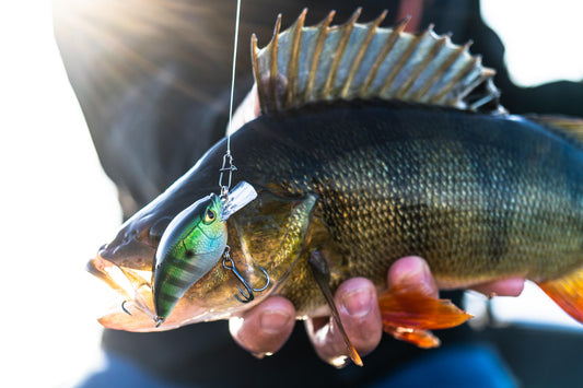 CRKSR 53 F BLUEGILL