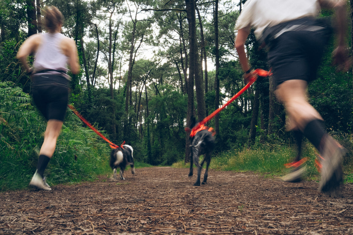 CANICROSS HARNESS