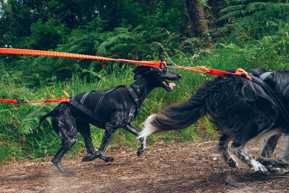 X-BACK PULLING HARNESS